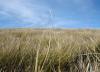 Alpine Grass