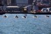 Wellington Dragon Boat Festival 2014