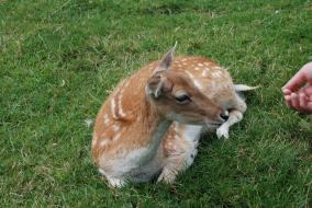 Fawn At Kaikoura Farm Park