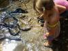 Feeding the eels