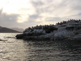Gannet Colony