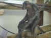 Hamilton Zoo - Chimps