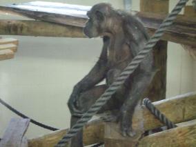 Hamilton Zoo - Chimps