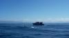 Kaikoura Whale Watching