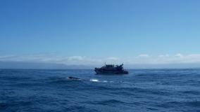 Kaikoura Whale Watching