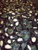 Paua
