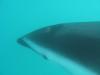 Swimming with Dolphins