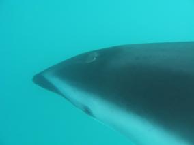 Swimming with Dolphins