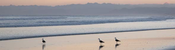 Bay of Plenty